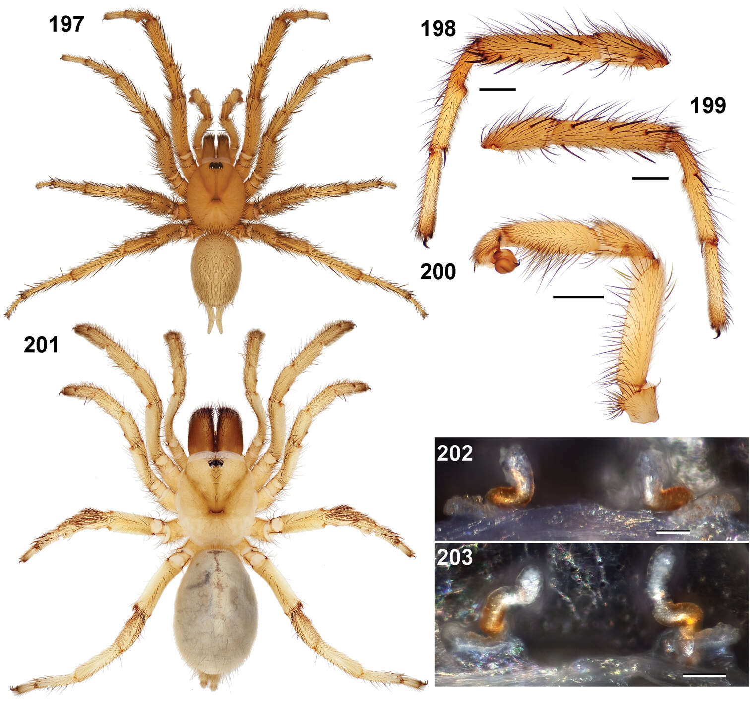 Image of Aptostichus hedinorum Bond 2012