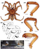 Image of Aptostichus cahuilla Bond 2012