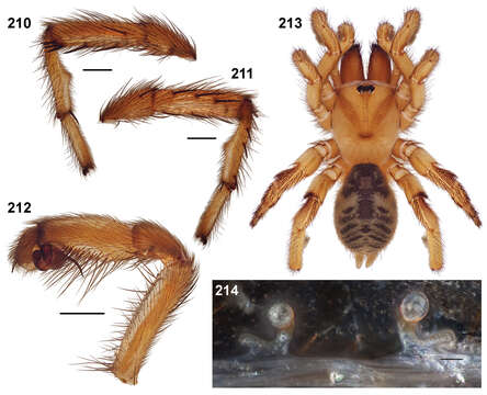 Sivun Aptostichus killerdana Bond 2012 kuva