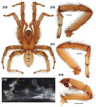 Image of Aptostichus serrano Bond 2012