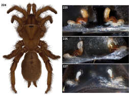 Image of Aptostichus aguacaliente Bond 2012