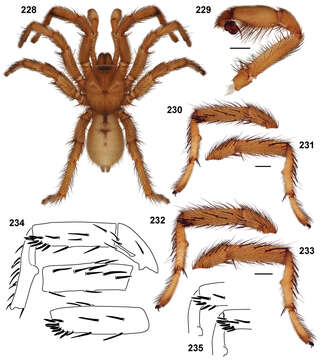 Слика од Aptostichus chemehuevi Bond 2012