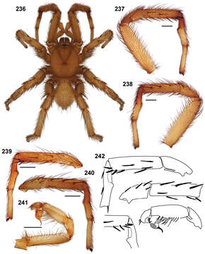 Image of Sarlacc Trapdoor Spider