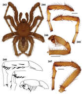 Image of Aptostichus derhamgiulianii Bond 2012