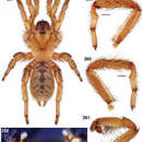 Image of Desert Solitare Trapdoor Spider