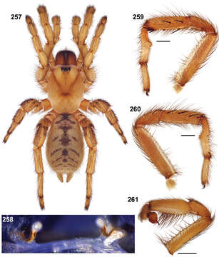 Image of Aptostichus edwardabbeyi Bond 2012