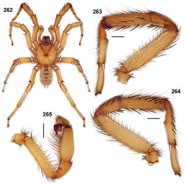 Sivun Aptostichus anzaborrego Bond 2012 kuva