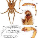 Image of Southern Coastal Dune Trapdoor Spider