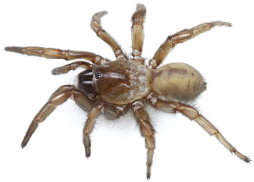 Image of Southern Coastal Dune Trapdoor Spider