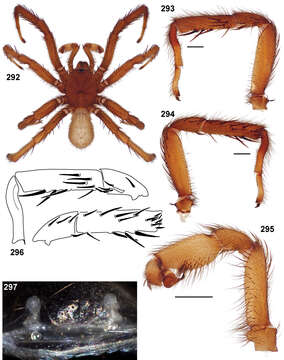 Image of Aptostichus elisabethae Bond 2012