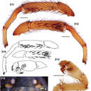 Image of Aptostichus bonoi Bond 2012