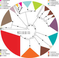 Image of Aptostichus fisheri Bond 2012