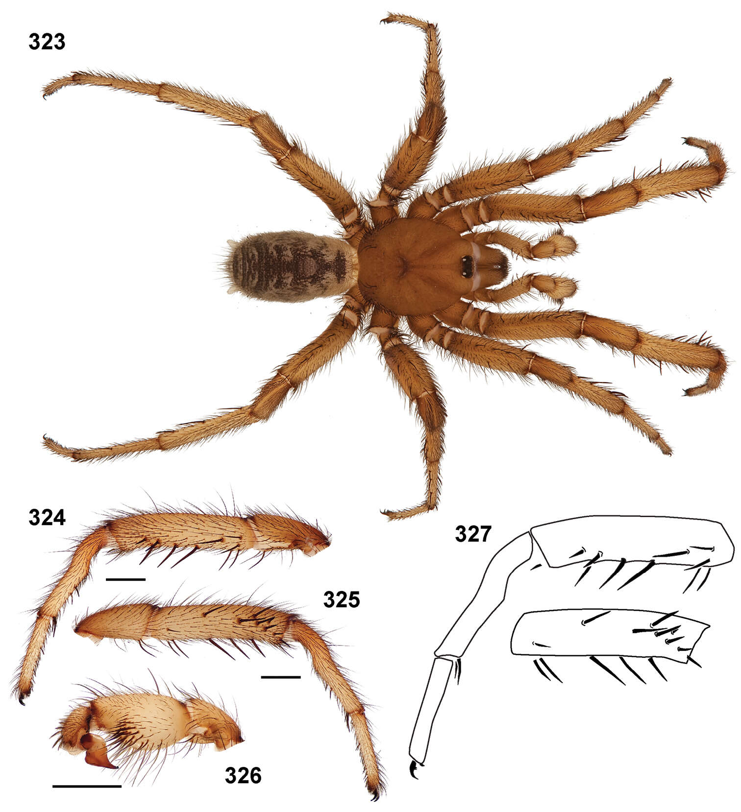 Image of Aptostichus cajalco Bond 2012