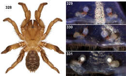 Image of Aptostichus cajalco Bond 2012