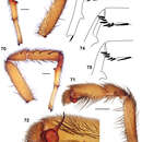 Sivun Aptostichus atomarius Simon 1891 kuva