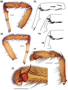 Sivun Aptostichus atomarius Simon 1891 kuva