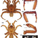 Image of Miwok Trapdoor Spider