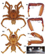 Sivun Aptostichus miwok Bond 2008 kuva