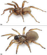 Image of Miwok Trapdoor Spider