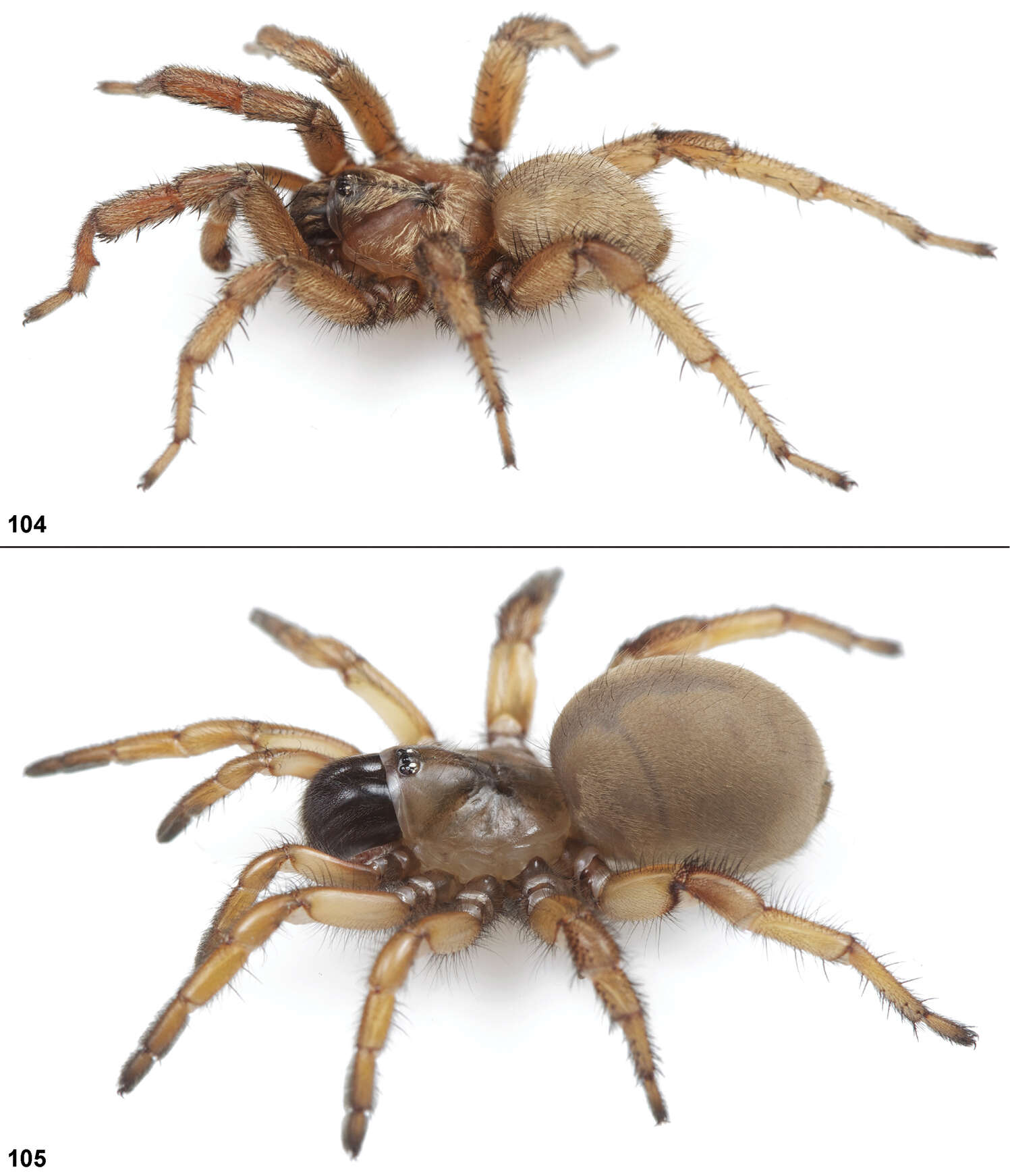 Image of Miwok Trapdoor Spider