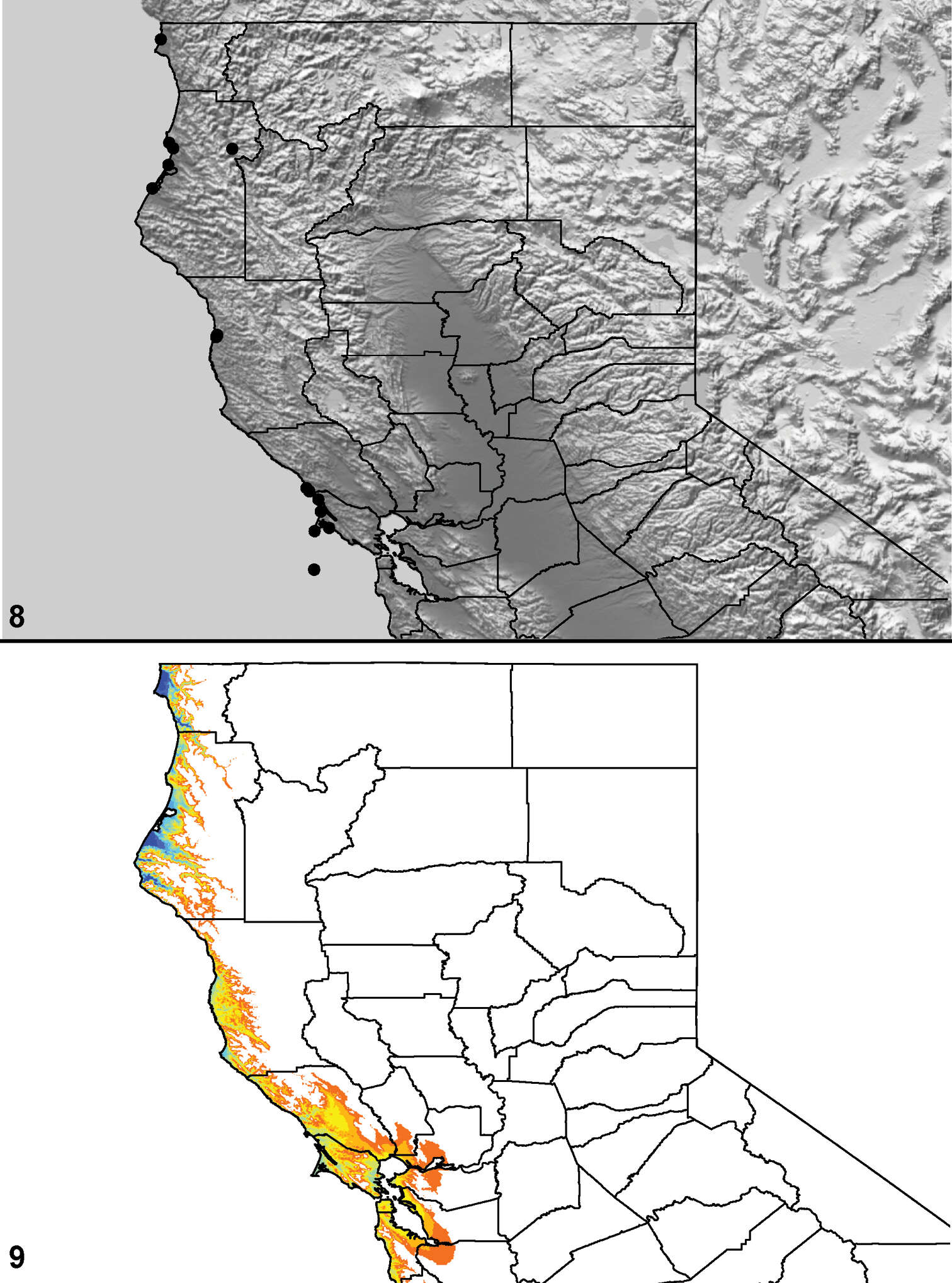 Sivun Aptostichus miwok Bond 2008 kuva