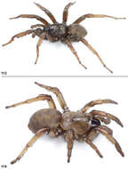 Image of Stanford Hills Trapdoor Spider