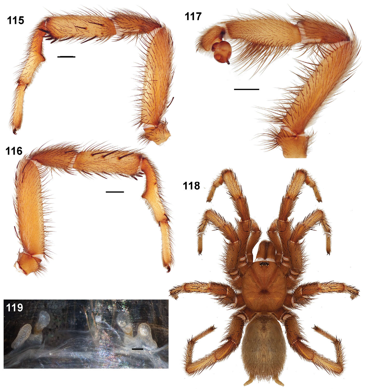 Image of Aptostichus dantrippi Bond 2012