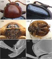 Image of Argopistoides Jacoby 1892