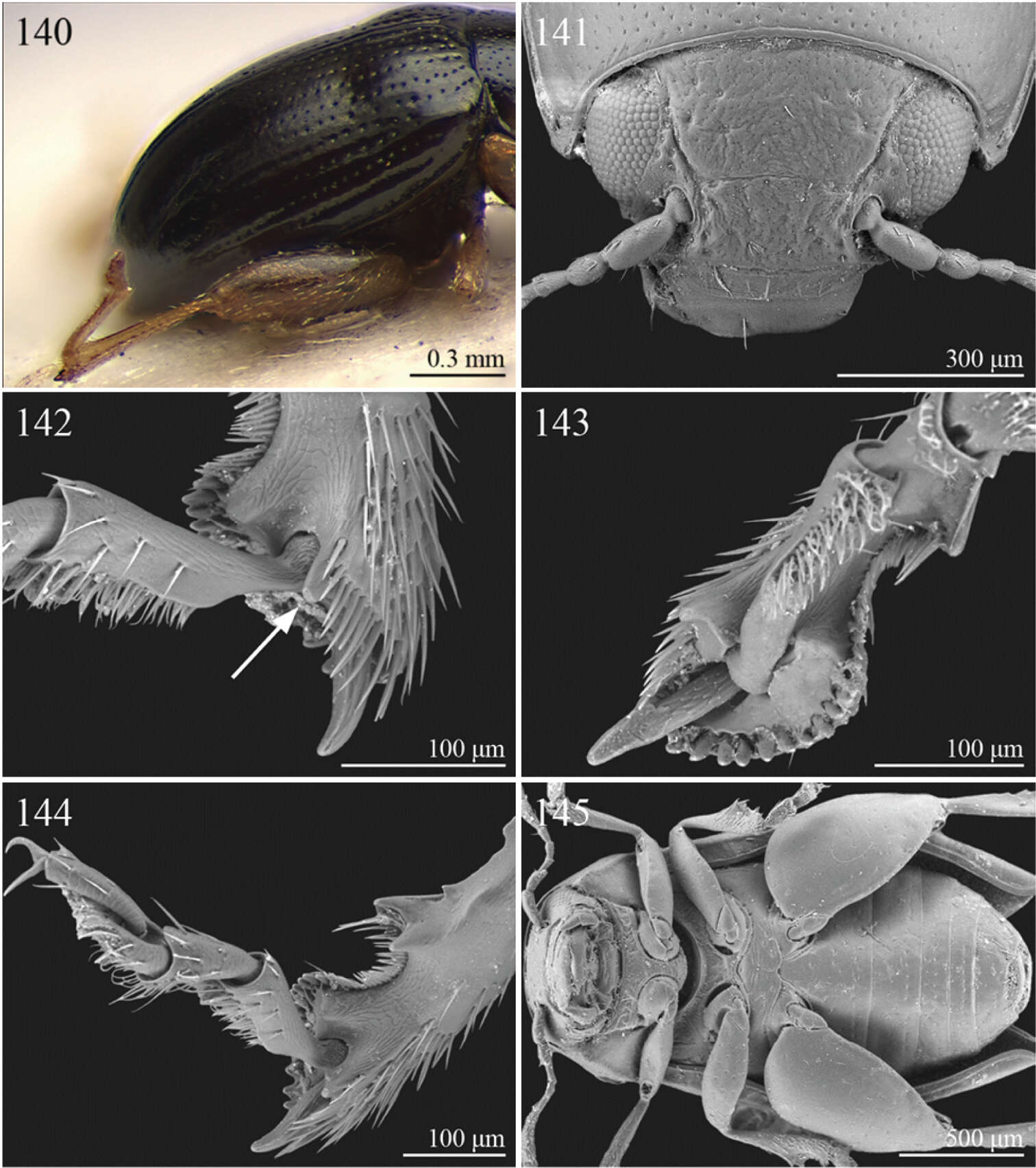 Image de Galerucinae