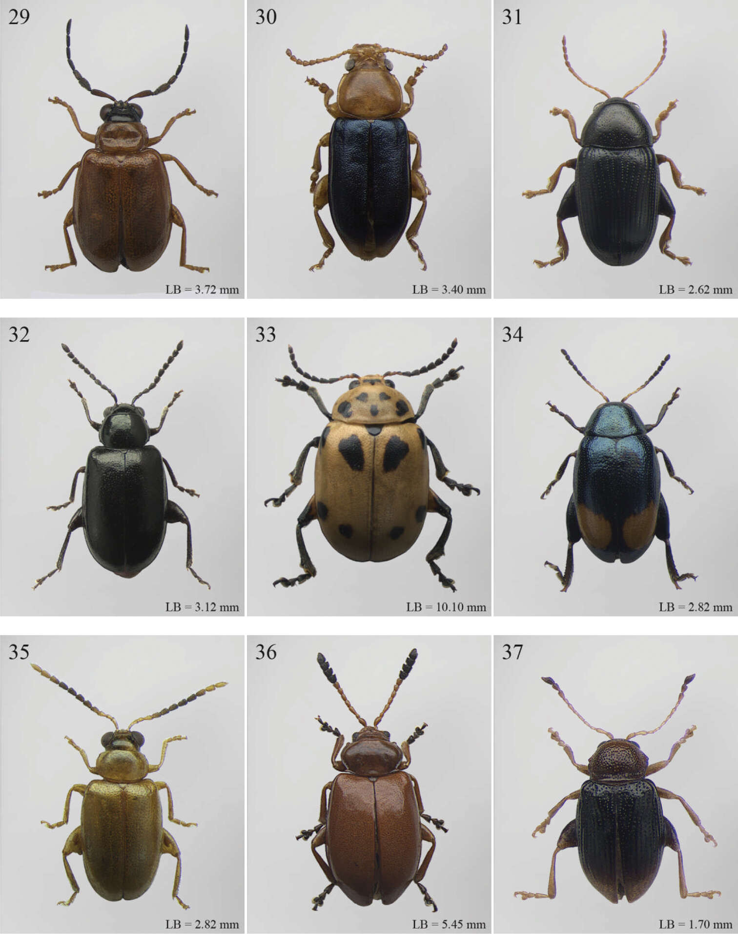 Image of Flea Beetles