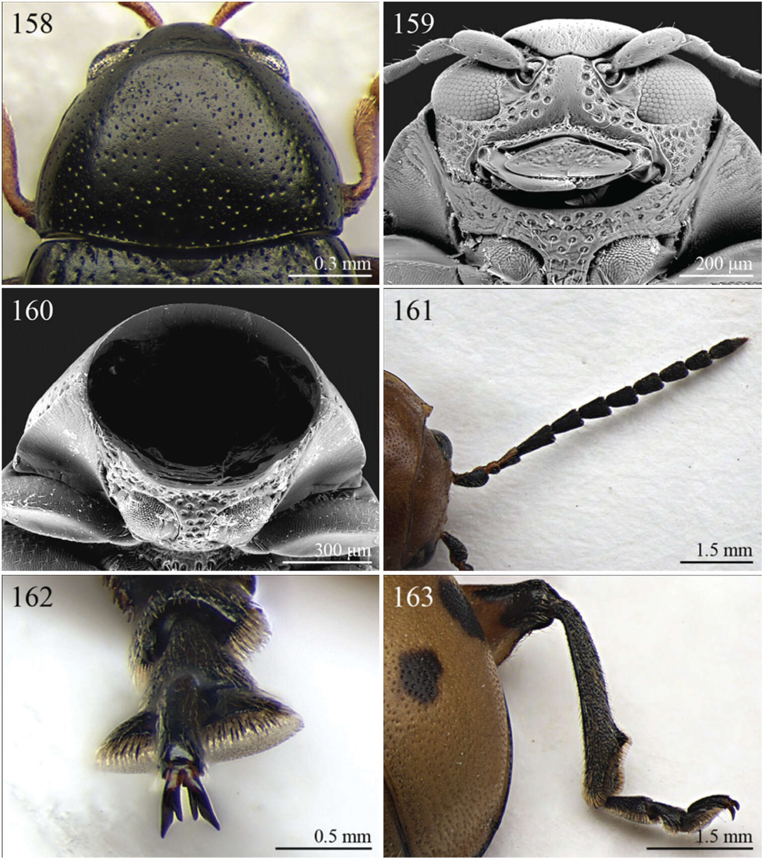 Image of Flea Beetles