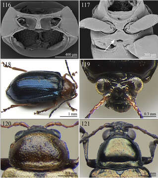 Image of Afroaltica Biondi & D' Alessandro 2007