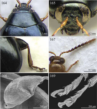 Image of Galerucinae