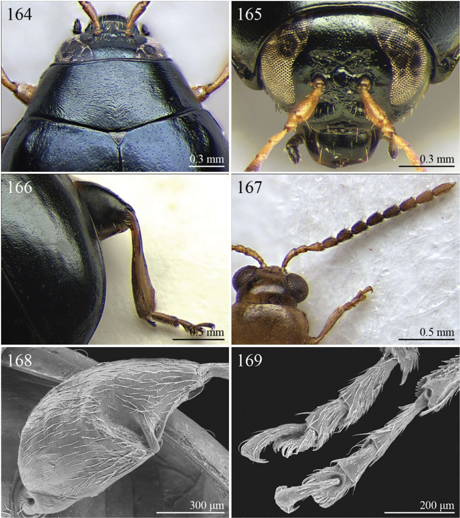 Imagem de Galerucinae