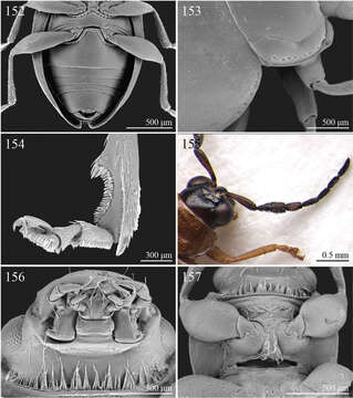 Слика од Halticotropis