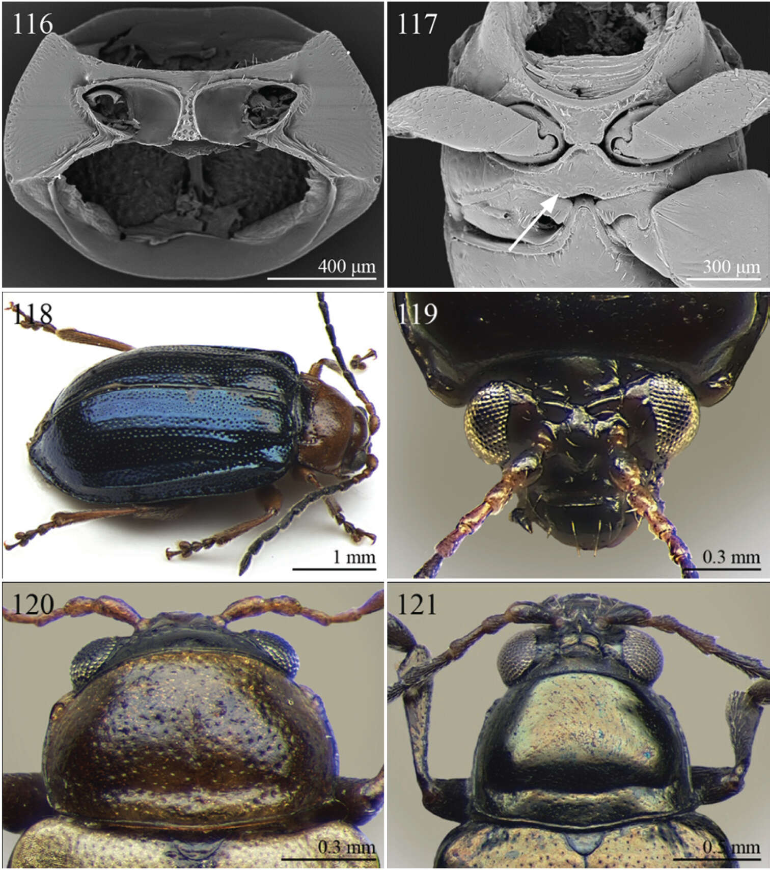 Слика од Alocypha