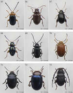 Image of Neodera Duvivier 1891