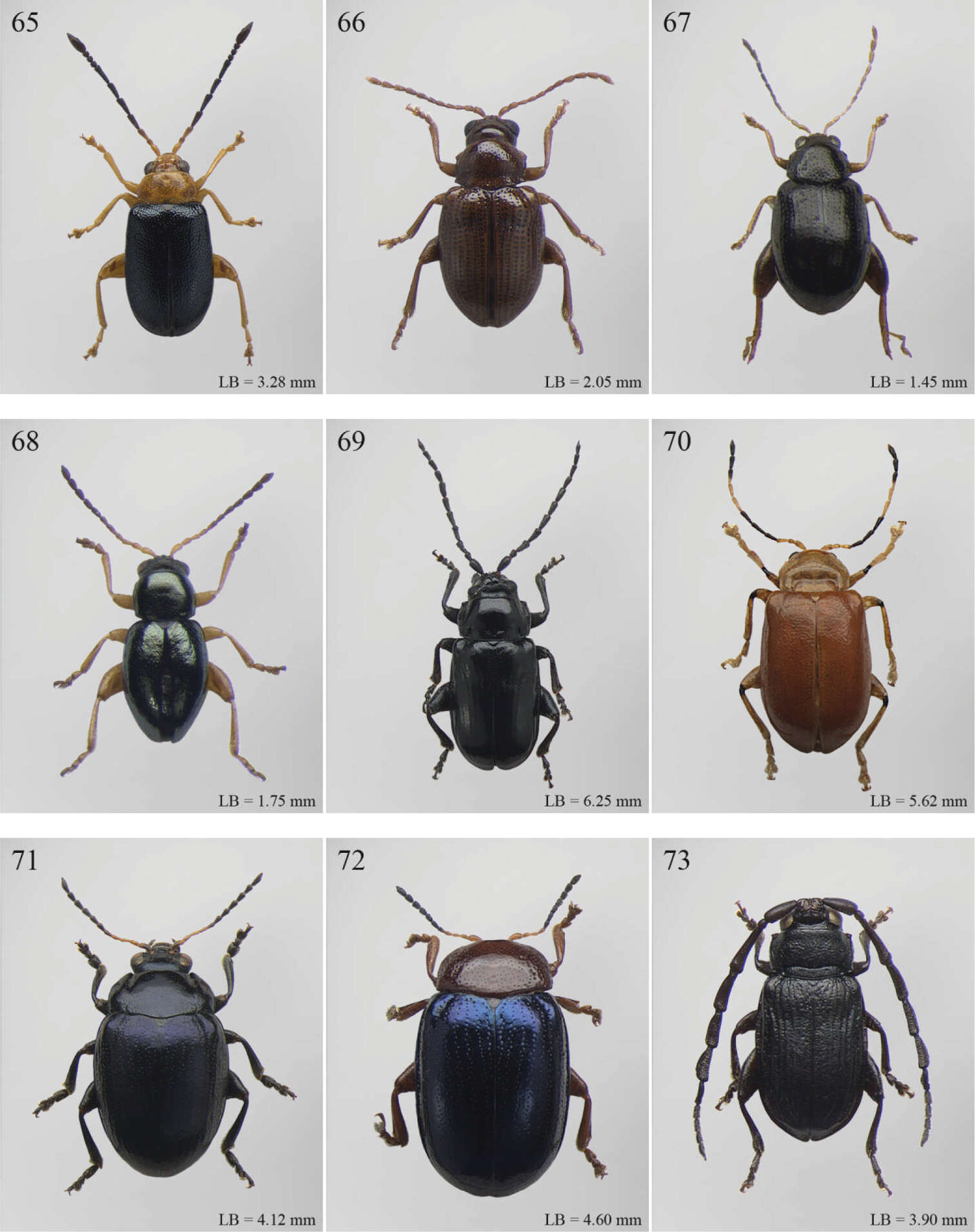 Image of Neodera Duvivier 1891