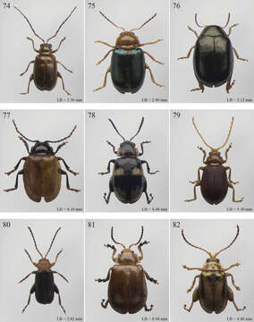 Image de Hermaeophagina