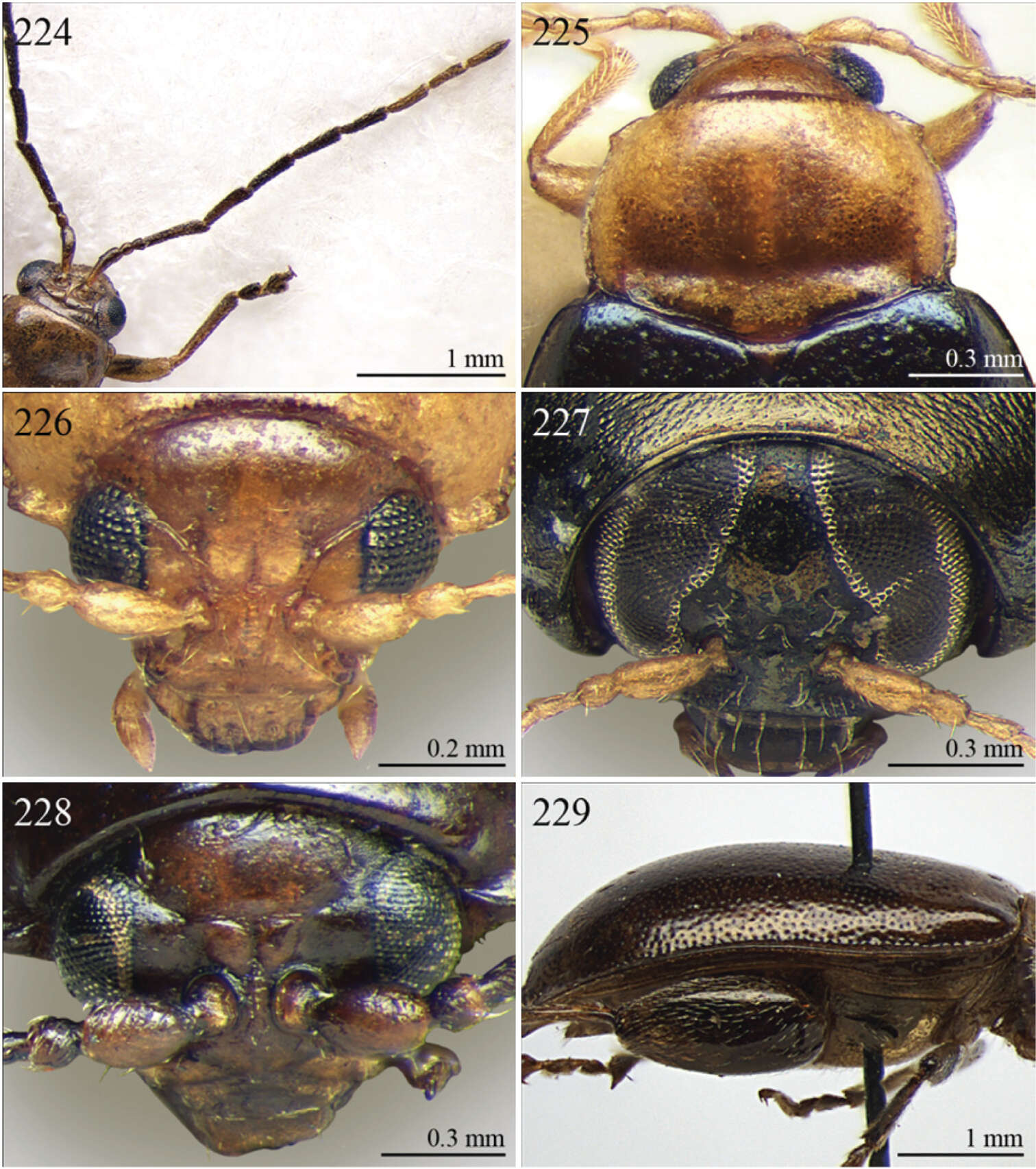 Image of Hermaeophagina