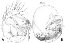 Theridiosoma plumaria Zhao & Li 2012的圖片