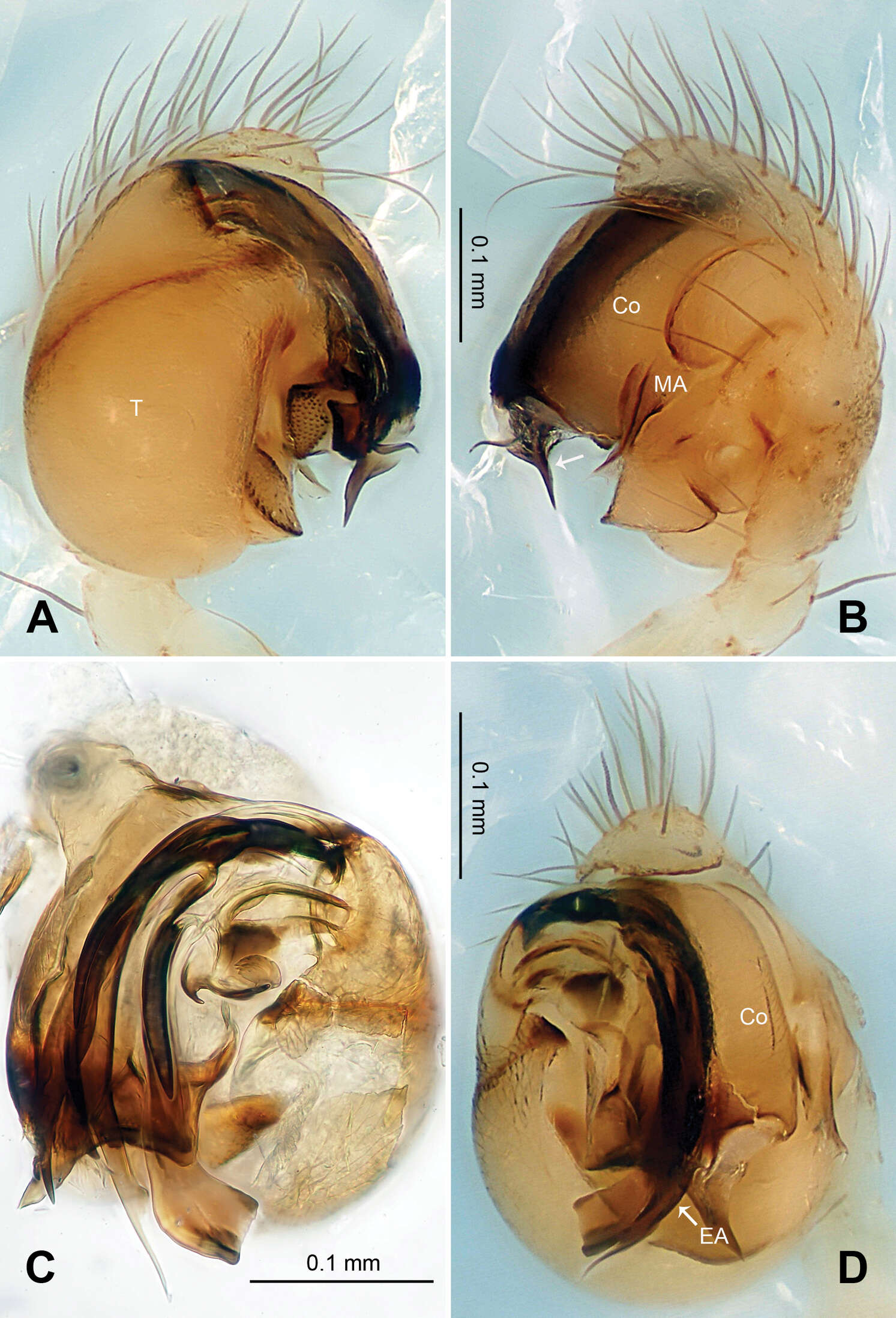 Theridiosoma triumphalis Zhao & Li 2012的圖片