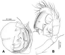 Theridiosoma triumphalis Zhao & Li 2012的圖片