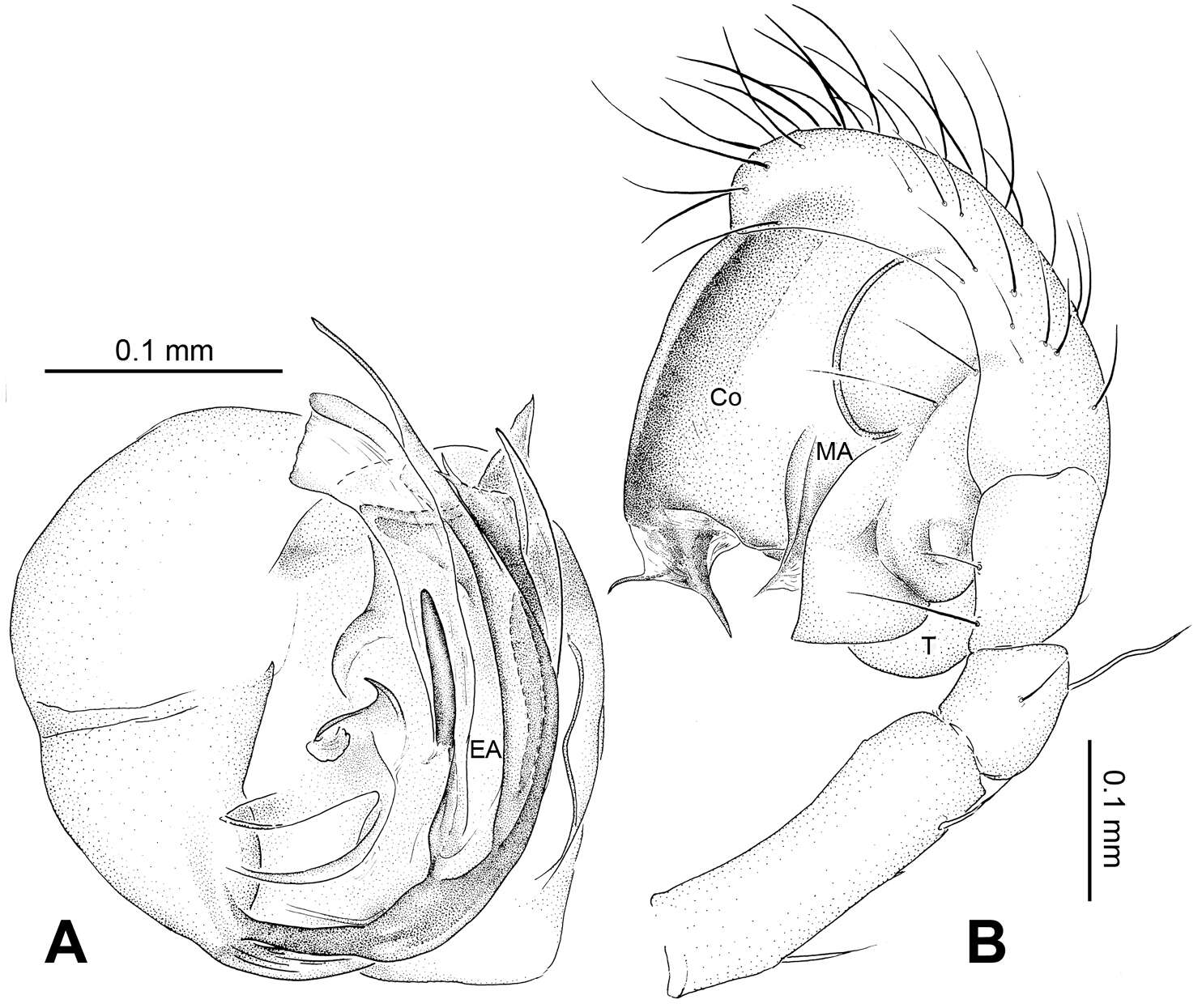 Theridiosoma triumphalis Zhao & Li 2012的圖片