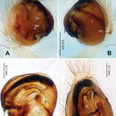 Image of Zoma fascia Zhao & Li 2012