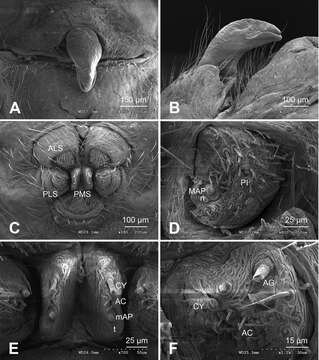 Imagem de Diplostomidae