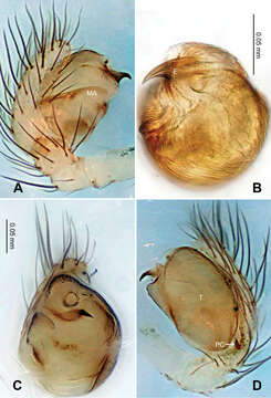 Image of Menglunia