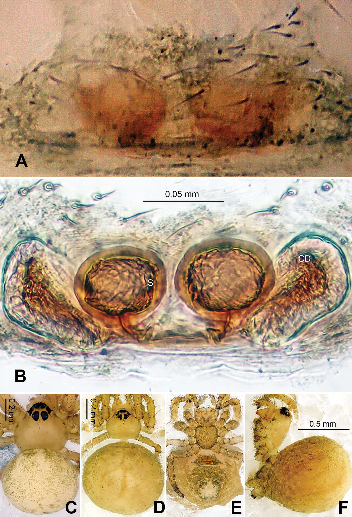 Image of Menglunia