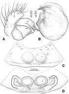 Image of Menglunia