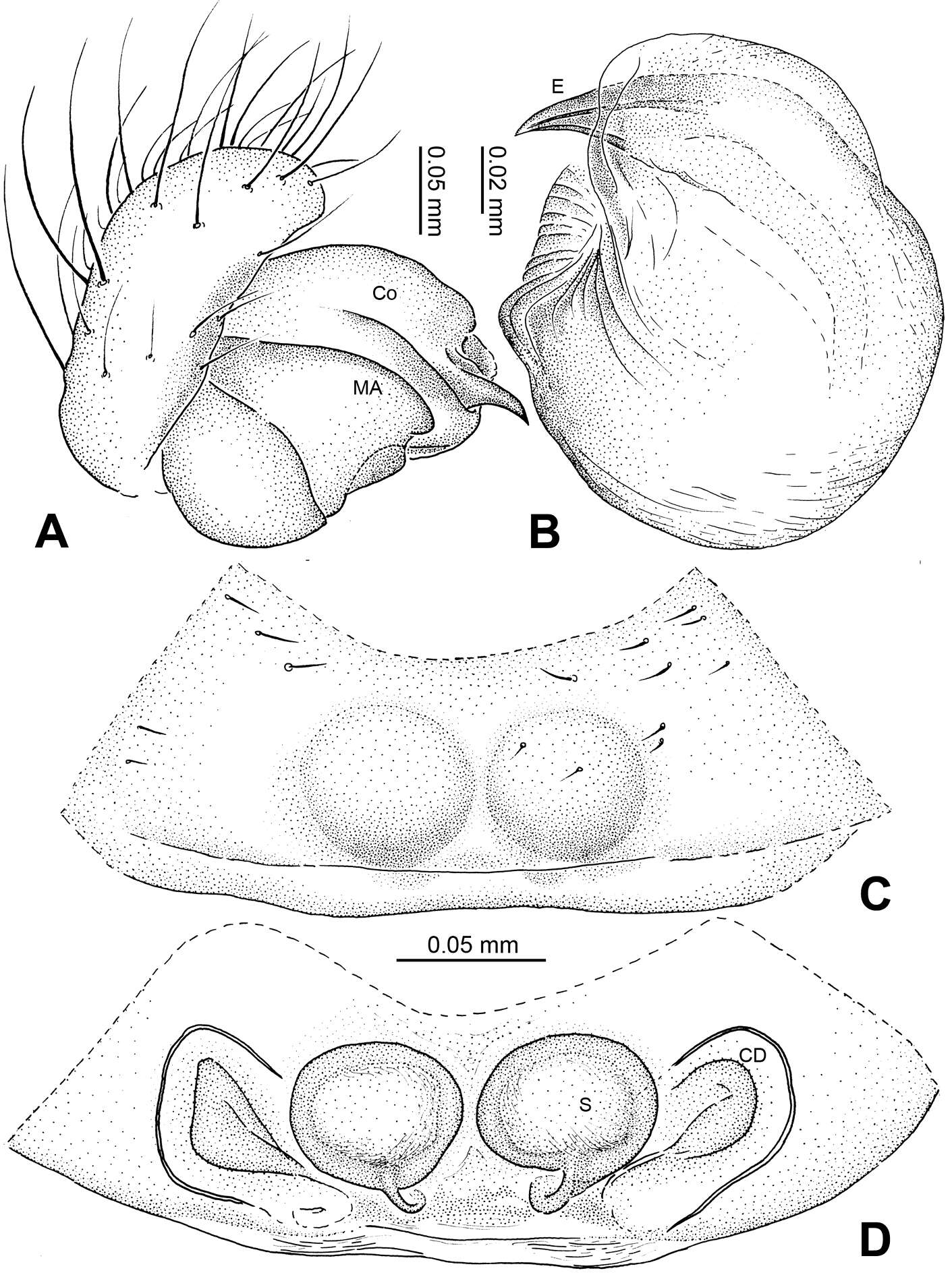 Image of Menglunia